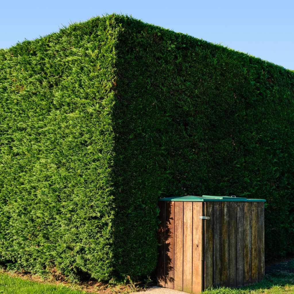 Top Cedar Varieties For Privacy