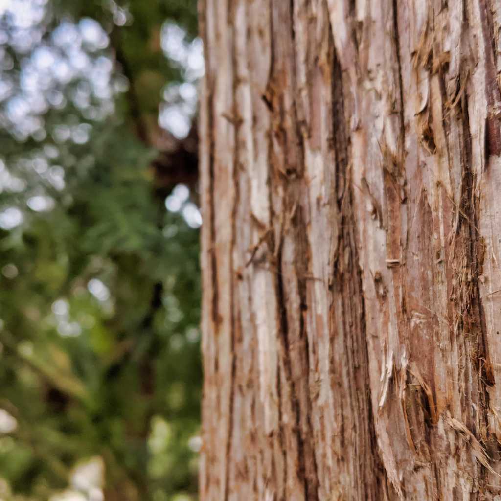 Career, Achievements And Controversies