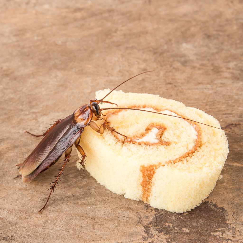 Distinguishing Features Of Each Species