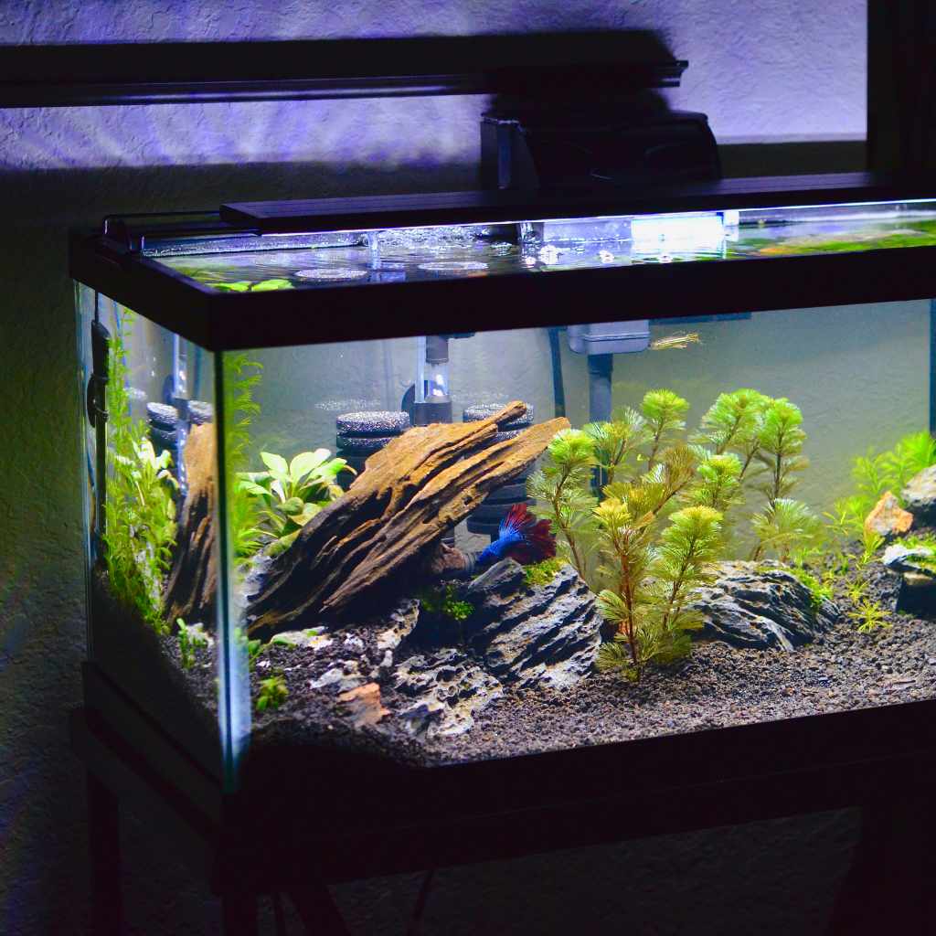 Aquascape Ideas with Driftwood