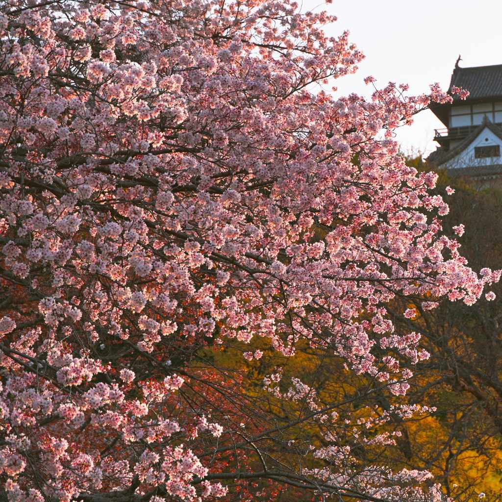 Are Cherry Blossom Flowers Edible Safety Facts