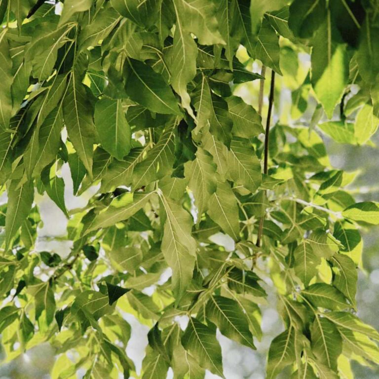 Ash Wood Leaf Identification Shape & Tree Facts