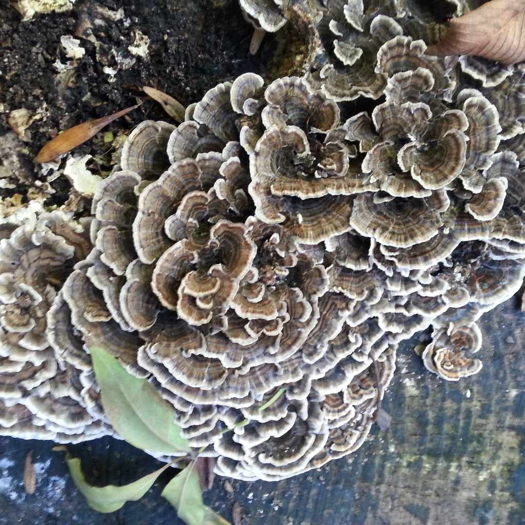 Berkeley Polypore Vs Black Staining