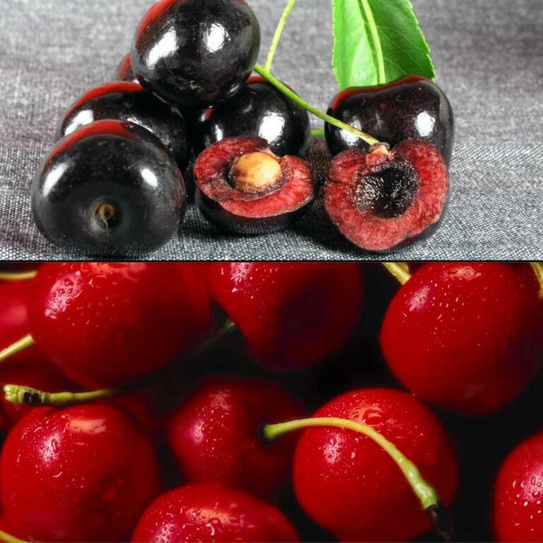 Bing Cherry vs Black Cherry