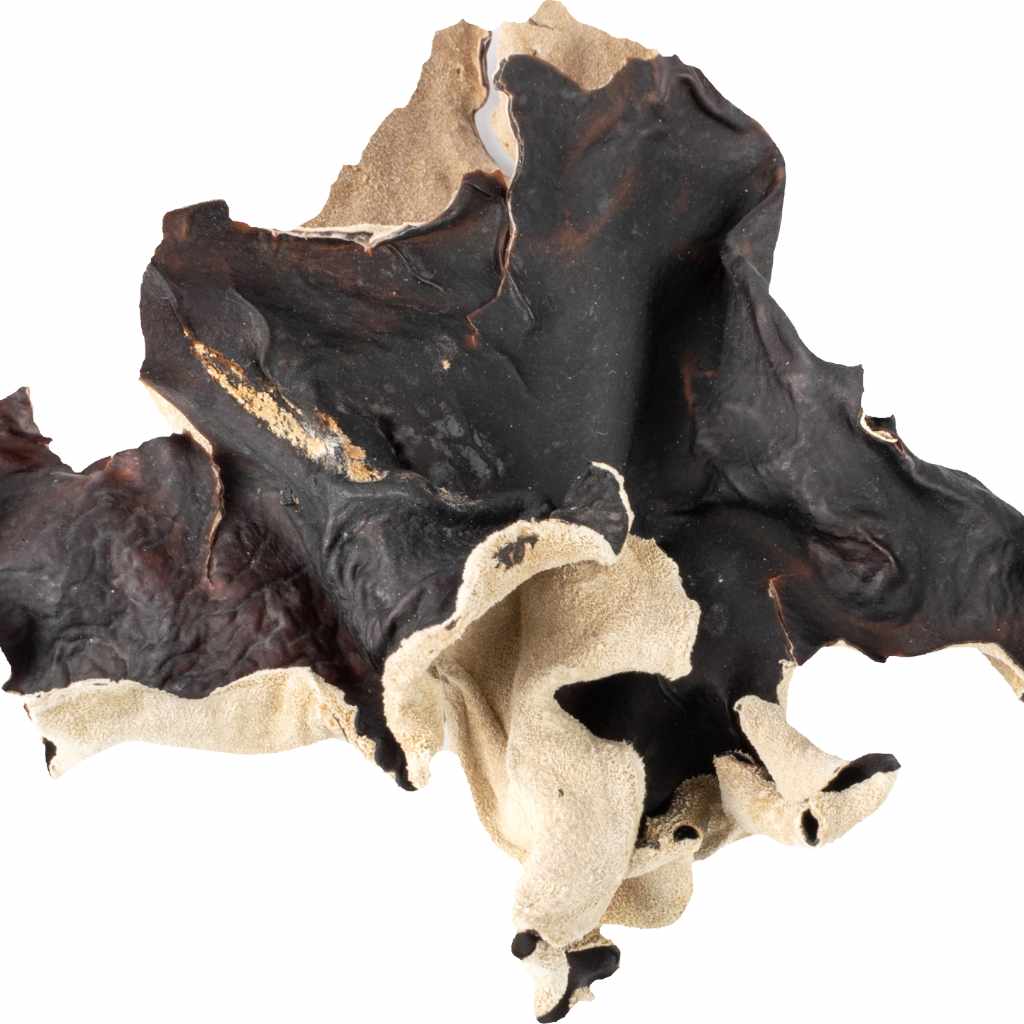 Black Fungus vs Wood Ear