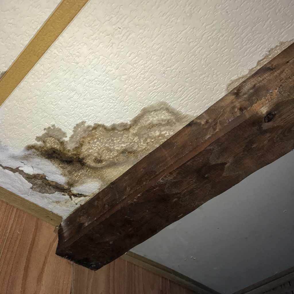 Black Mold vs Mildew on Wood