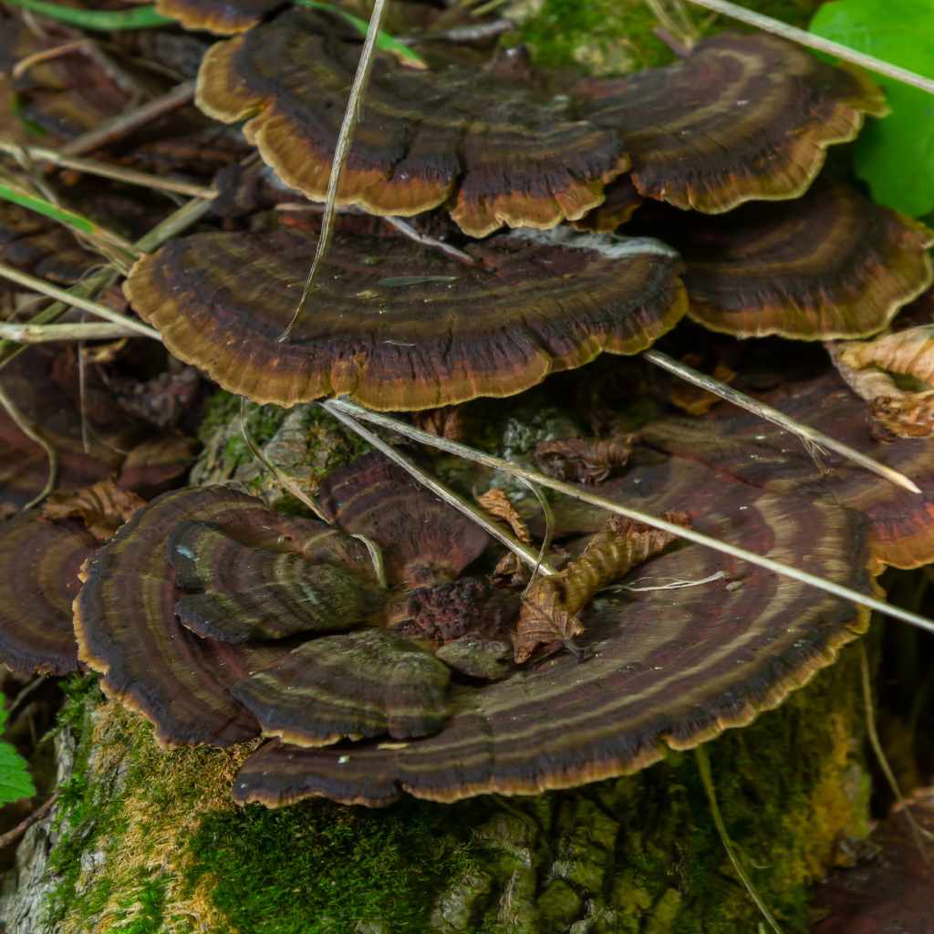 Harvesting And Safety Tips