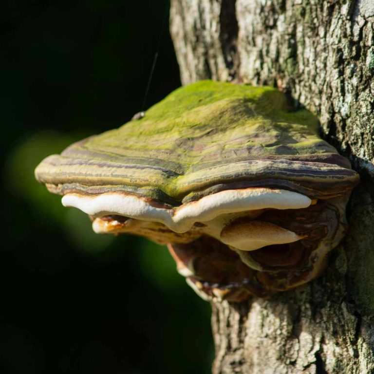 Black Staining Polypore Vs Hen of the Woods