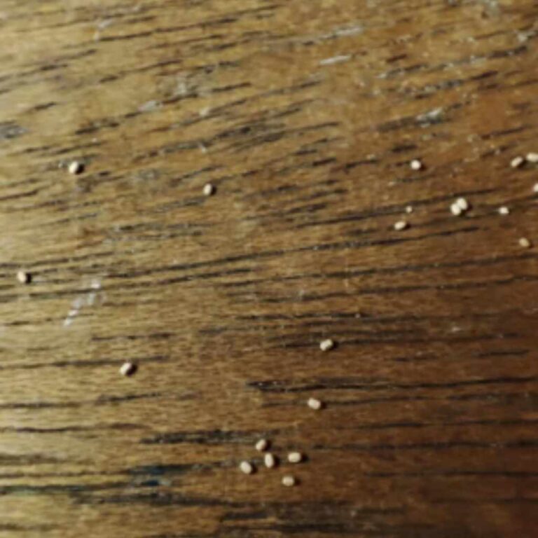 Can Fleas Live on Hardwood Floors