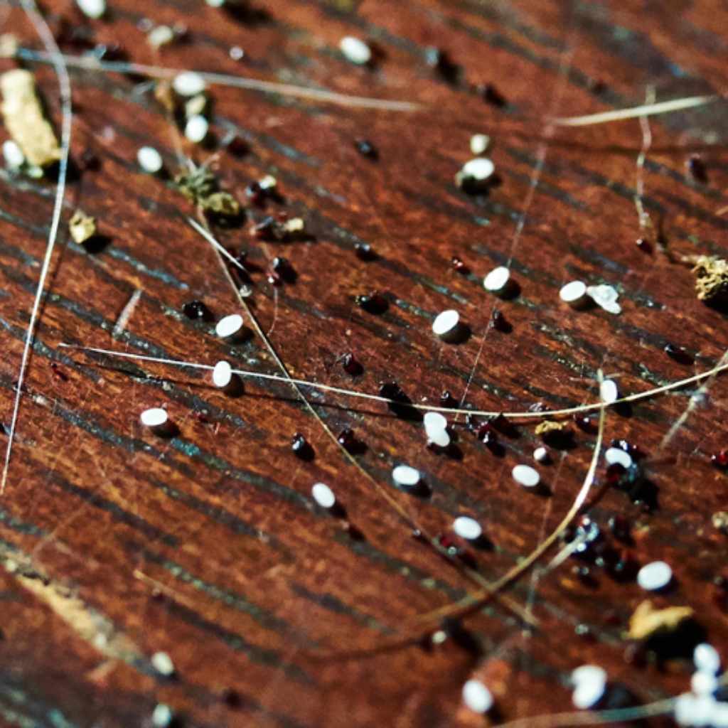 Can Fleas Live on Hardwood Floors