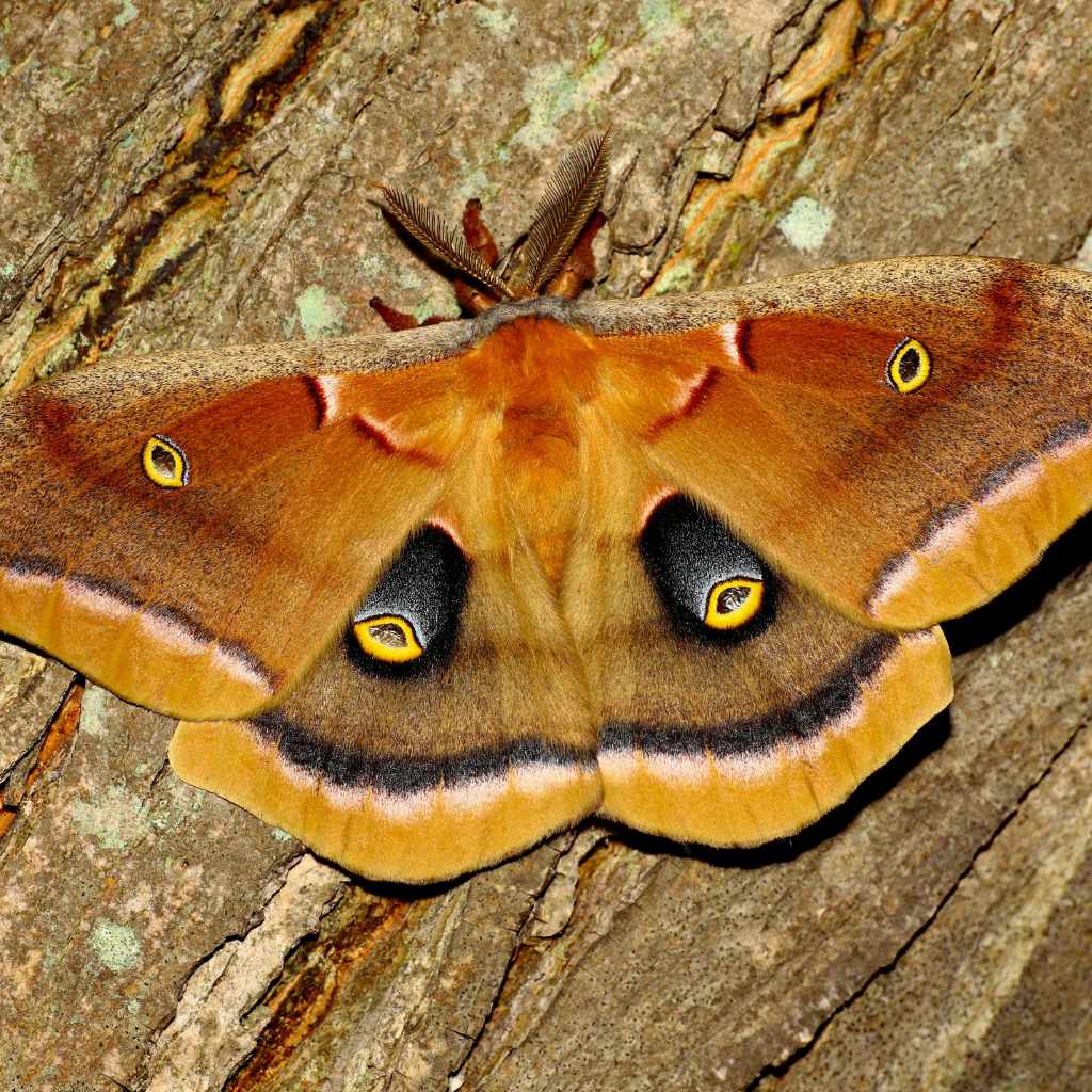 Benefits Of Cedar For Moth Prevention