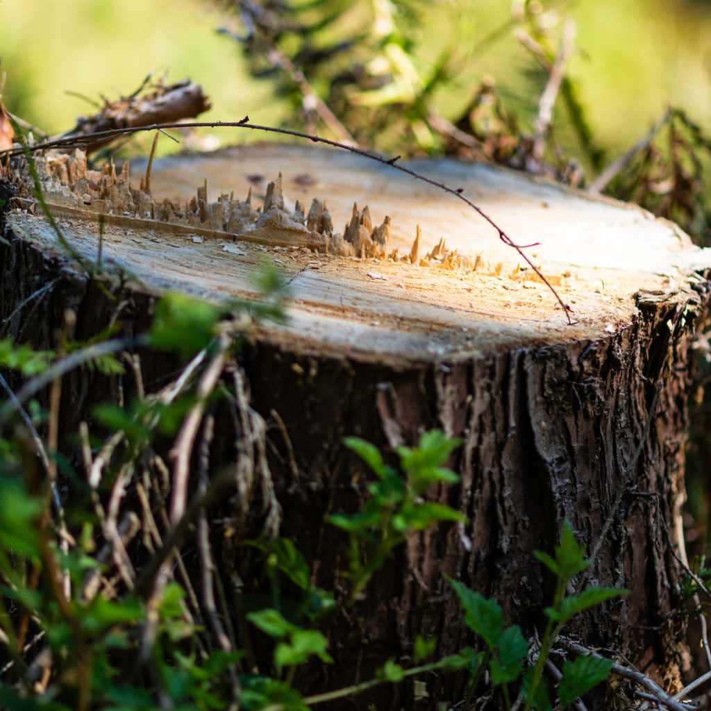 Maintenance And Preservation