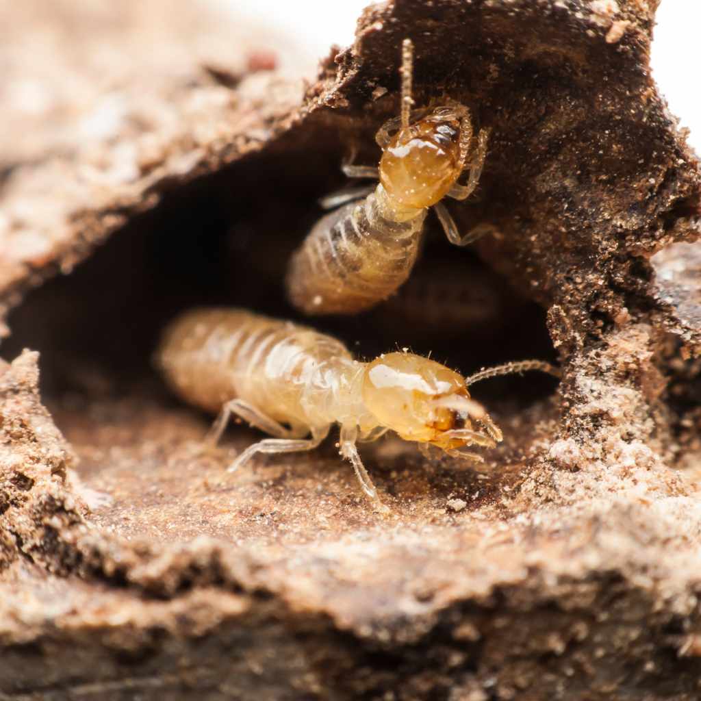 Does Wood Mulch Attract Termites