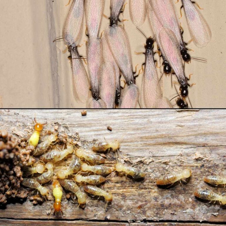 Drywood Termite Vs Subterranean