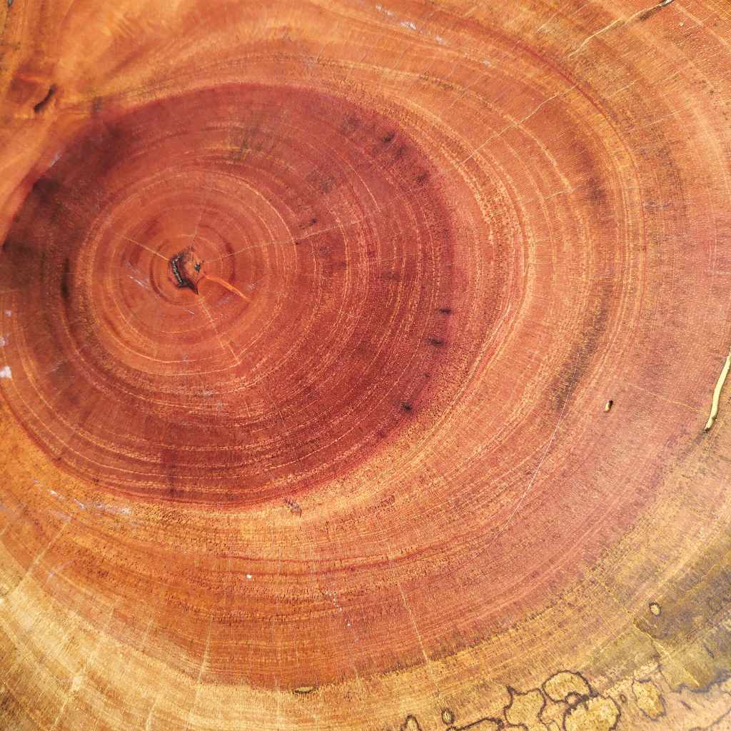 Environmental Impact