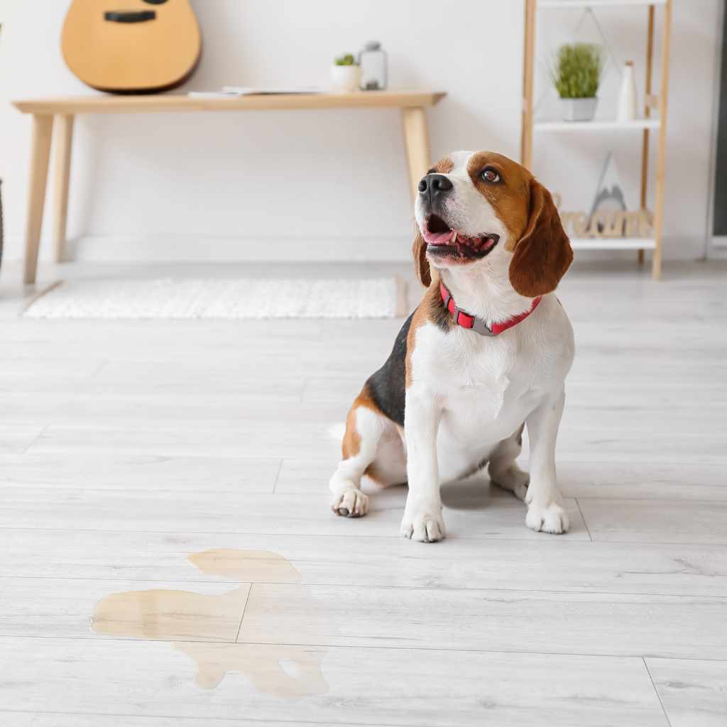 Maintaining Hardwood Floors